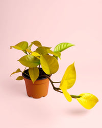 Philodendron Lima M