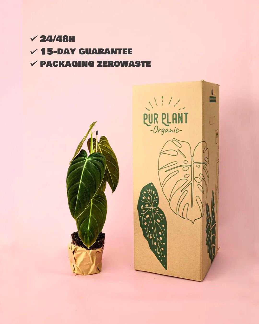Philodendron Melanochrysum M - Pur Plant
