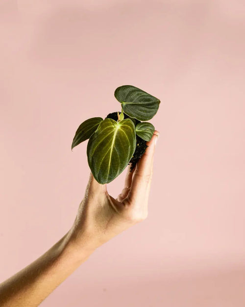 Philodendron Melanochrysum Mini - Pur Plant