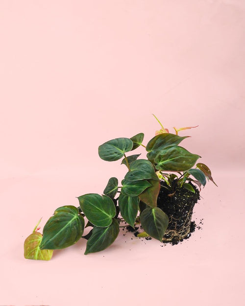 Philodendron Micans M - Pur Plant