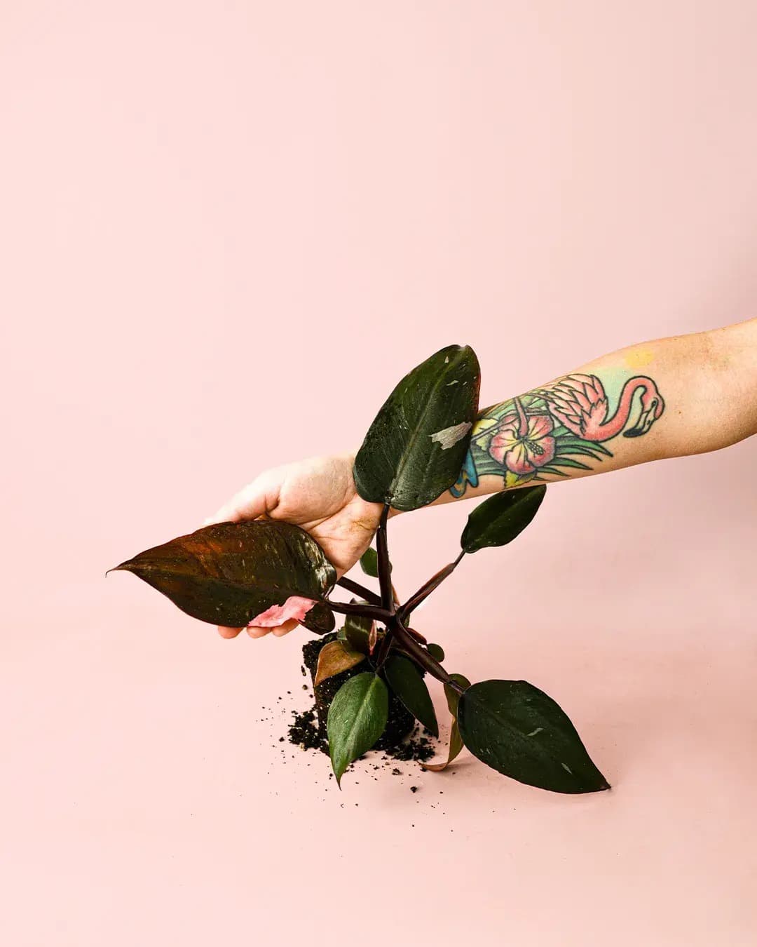 Philodendron Pink Princess M - Pur Plant