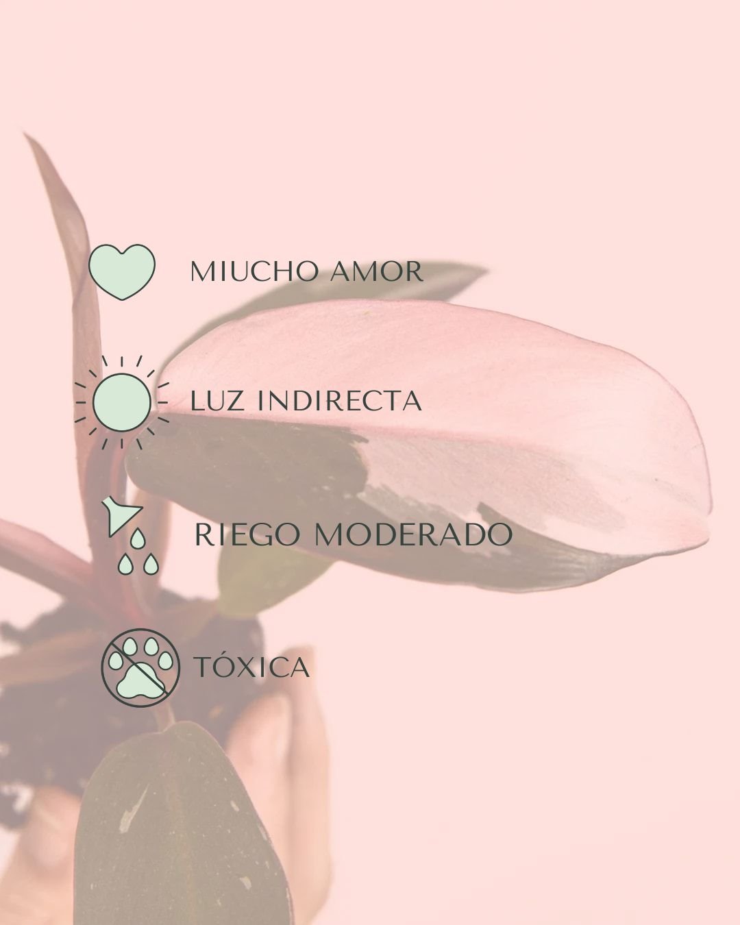Philodendron Pink Princess M - Pur Plant