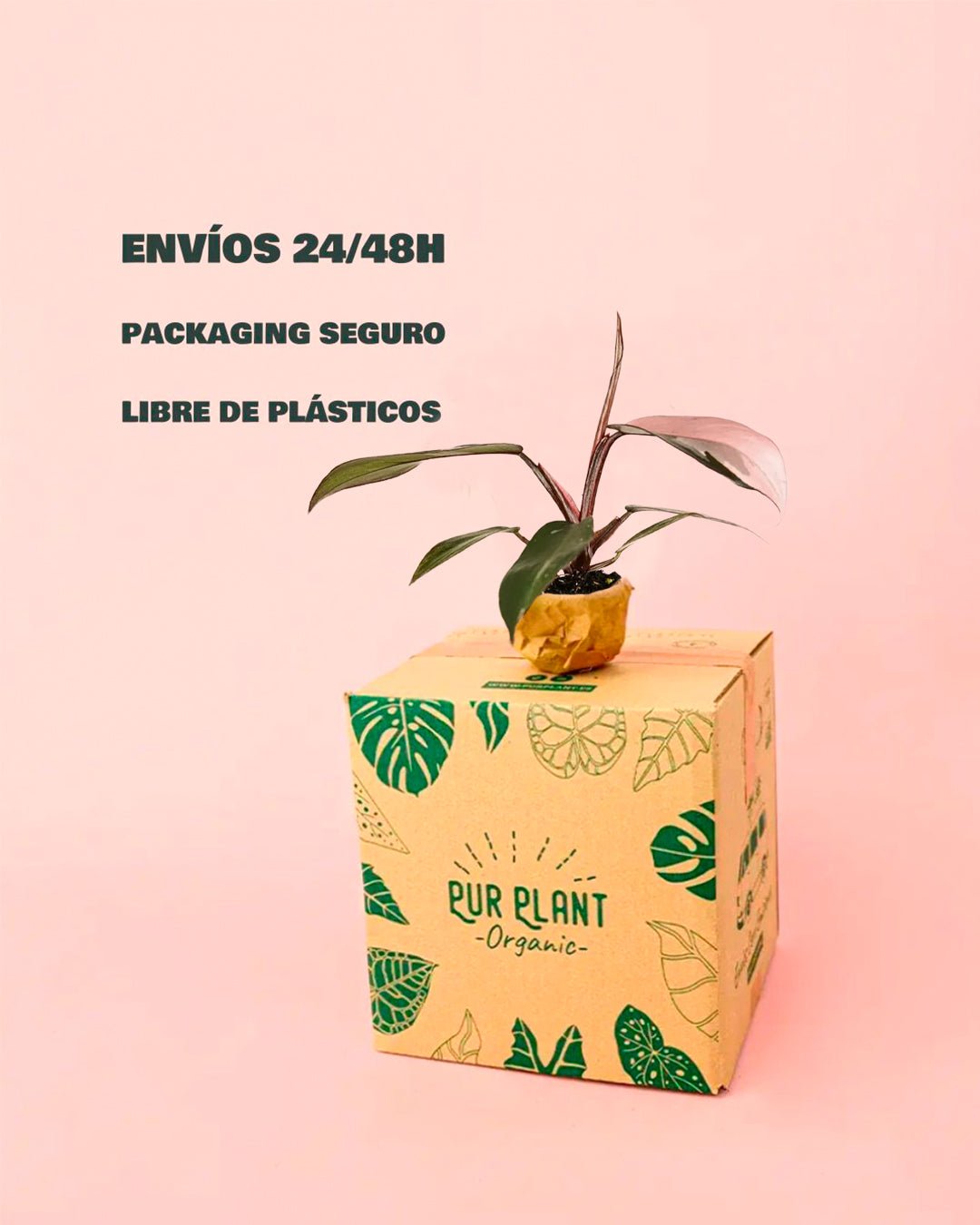 Philodendron Pink Princess Mini - Pur Plant