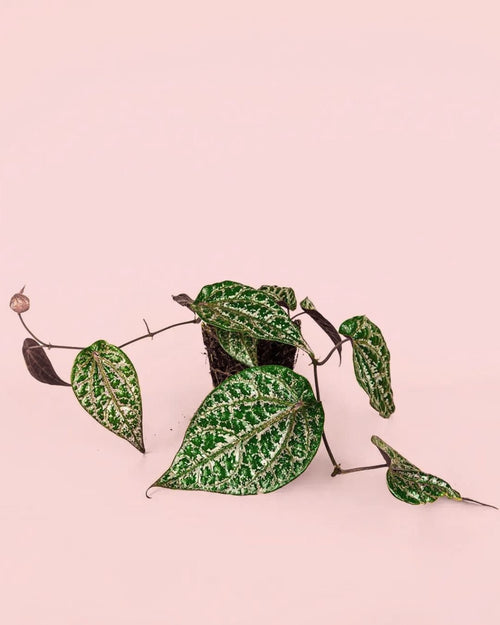 Philodendron Piper Ornatum M - Pur Plant
