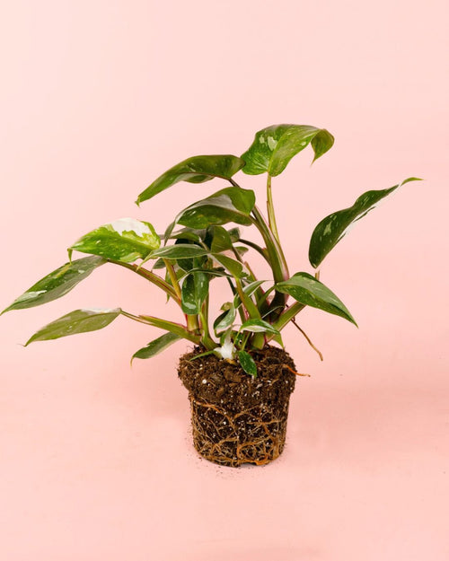 Philodendron White Princess M - Pur Plant