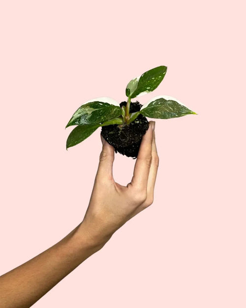 Philodendron White Princess Mini - Pur Plant