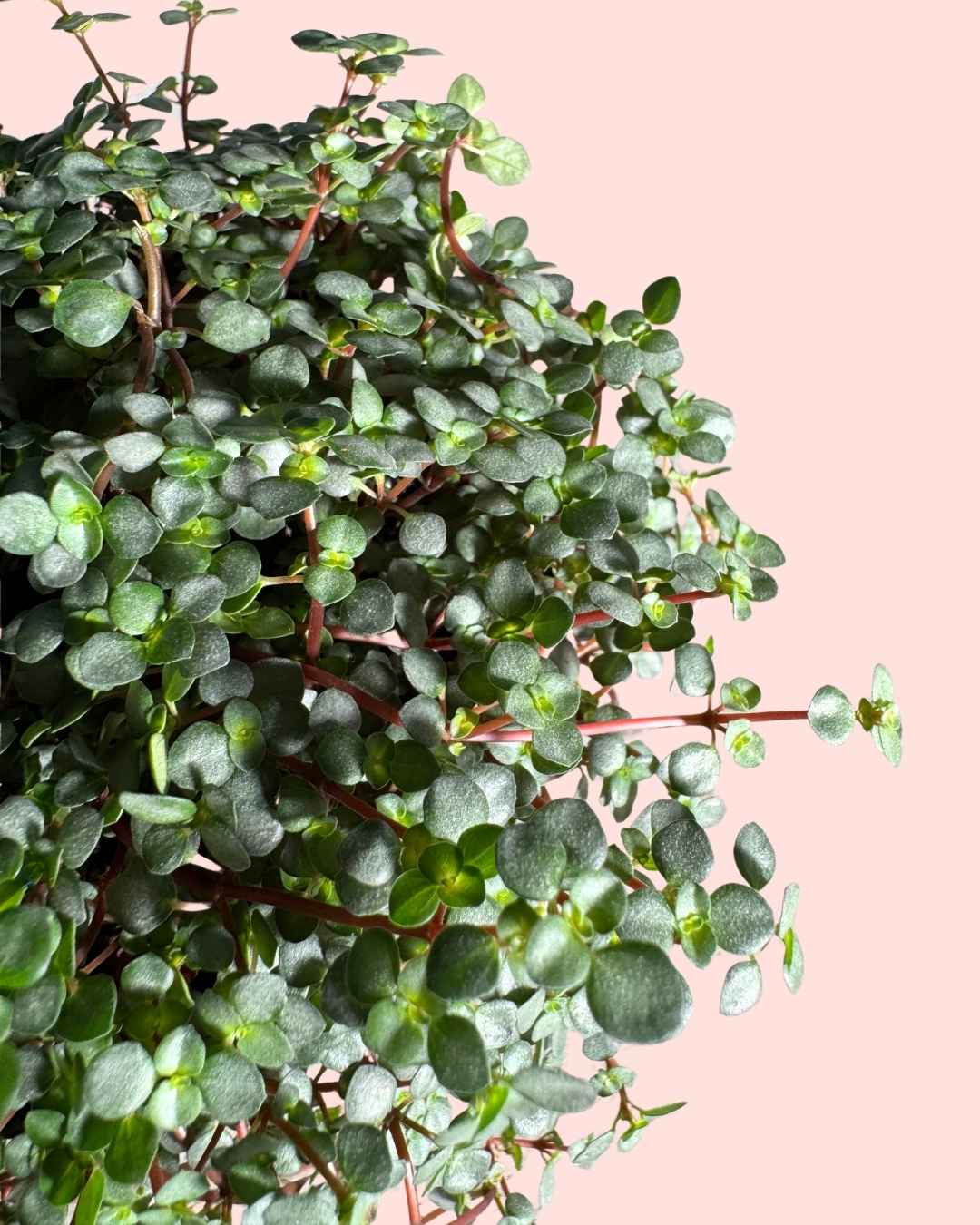 Pilea Greyzy M - Pur Plant