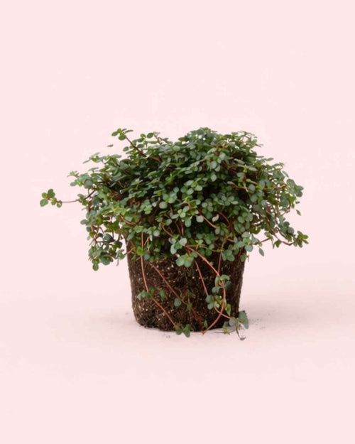 Pilea Greyzy M - Pur Plant