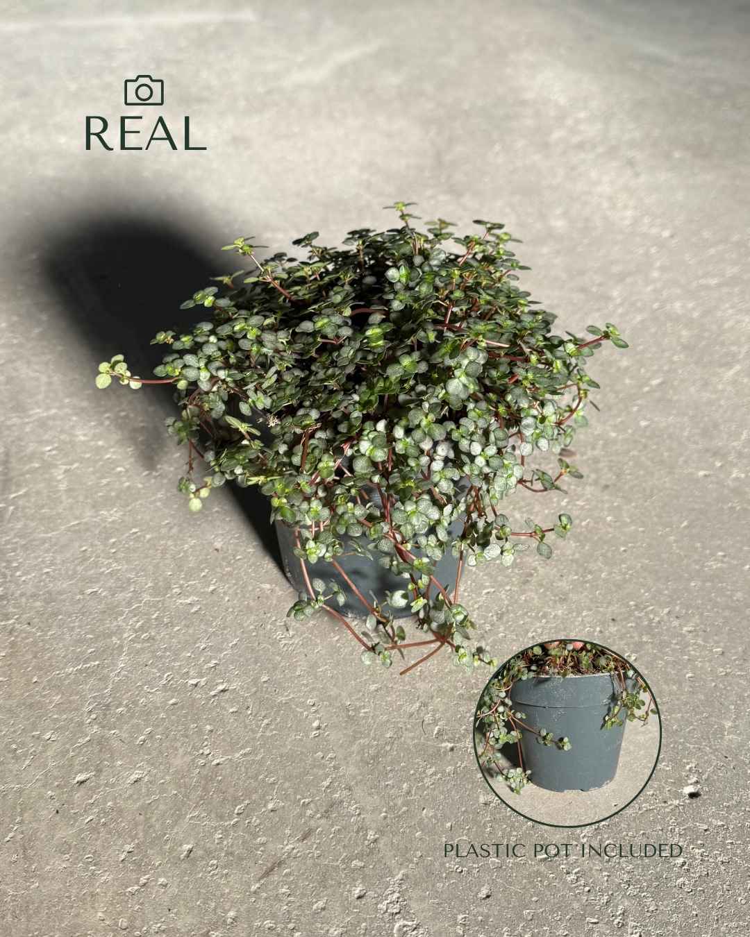 Pilea Greyzy M - Real - Pur Plant