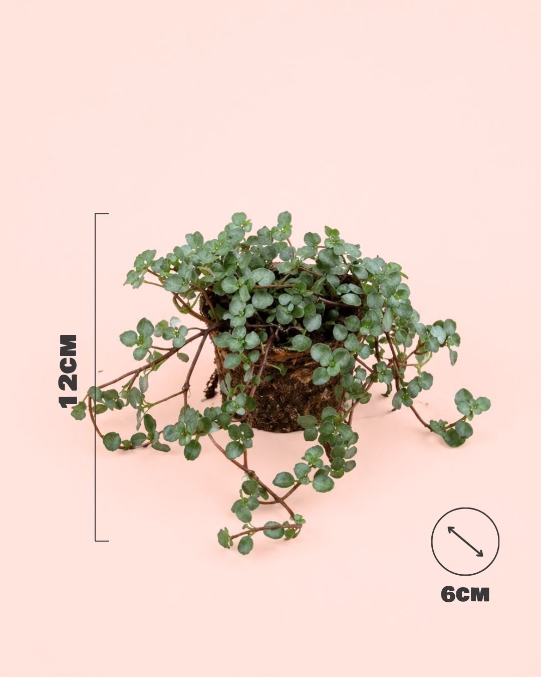 Pilea Greyzy Mini - Pur Plant