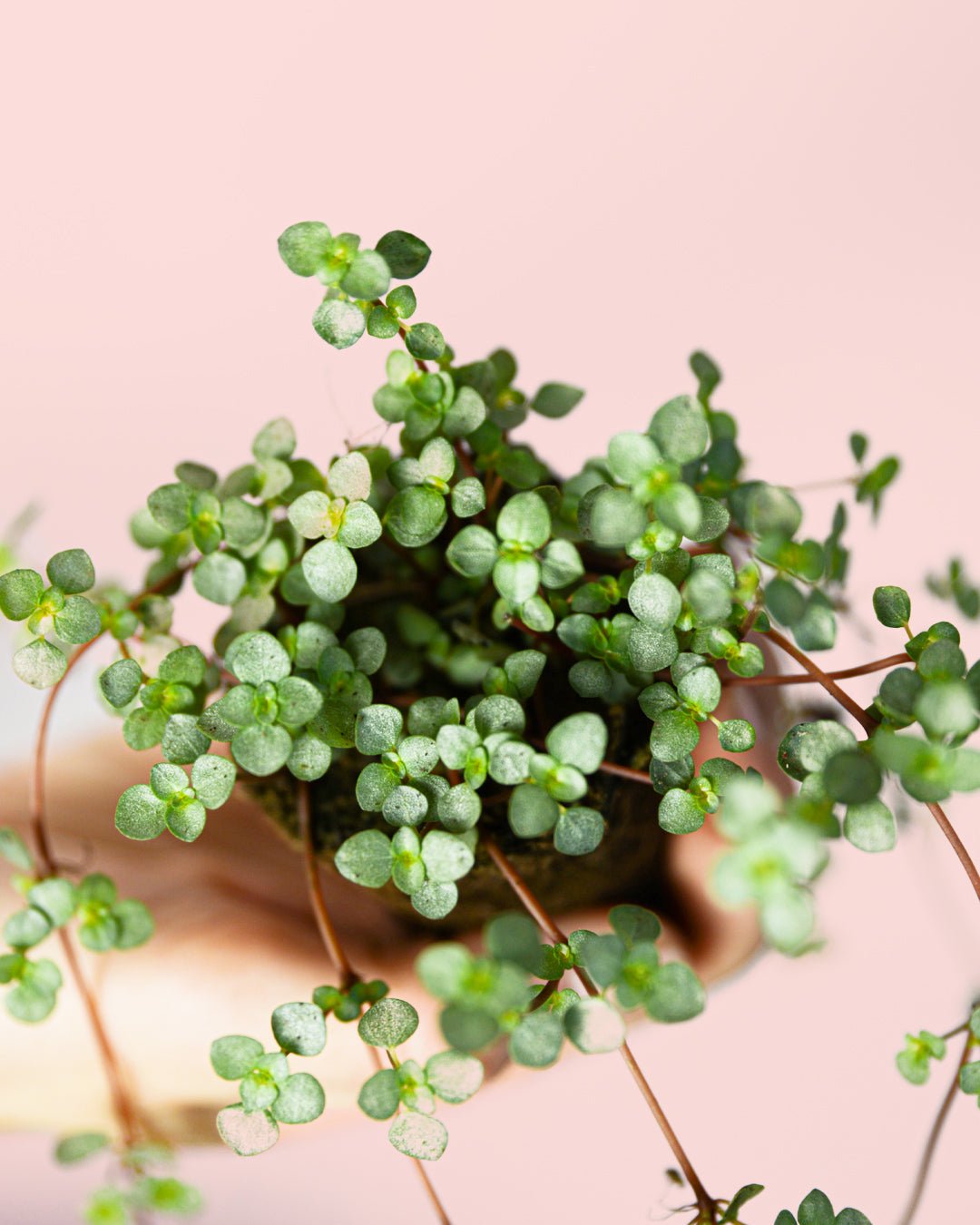 Pilea Greyzy Mini - Pur Plant