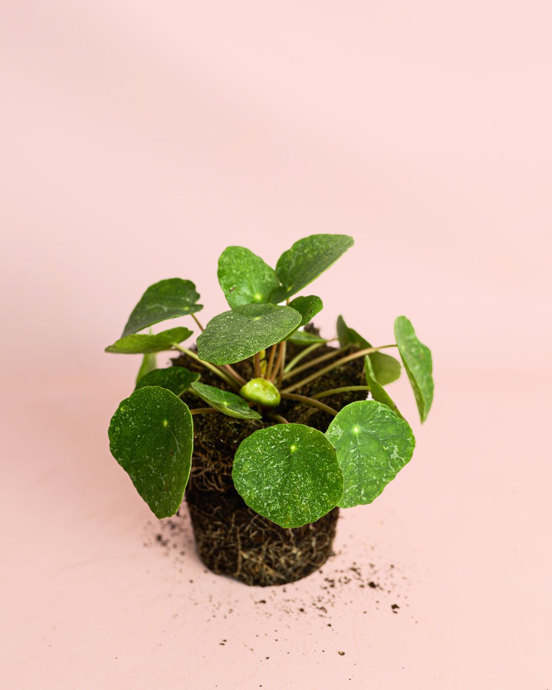 Pilea Peperomioides Sugar M - Pur Plant