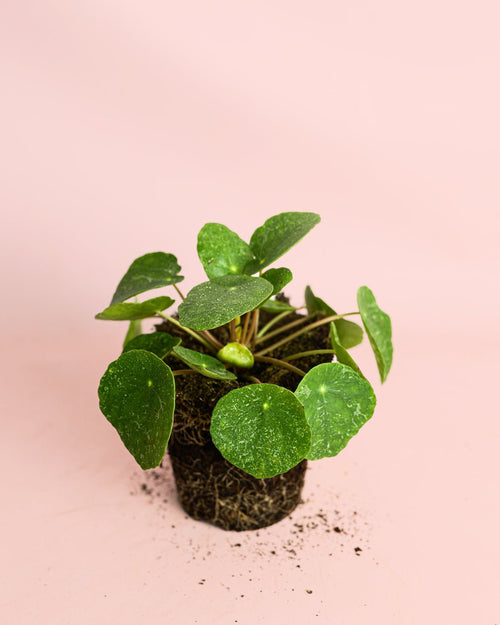 Pilea Peperomioides Sugar M - Pur Plant