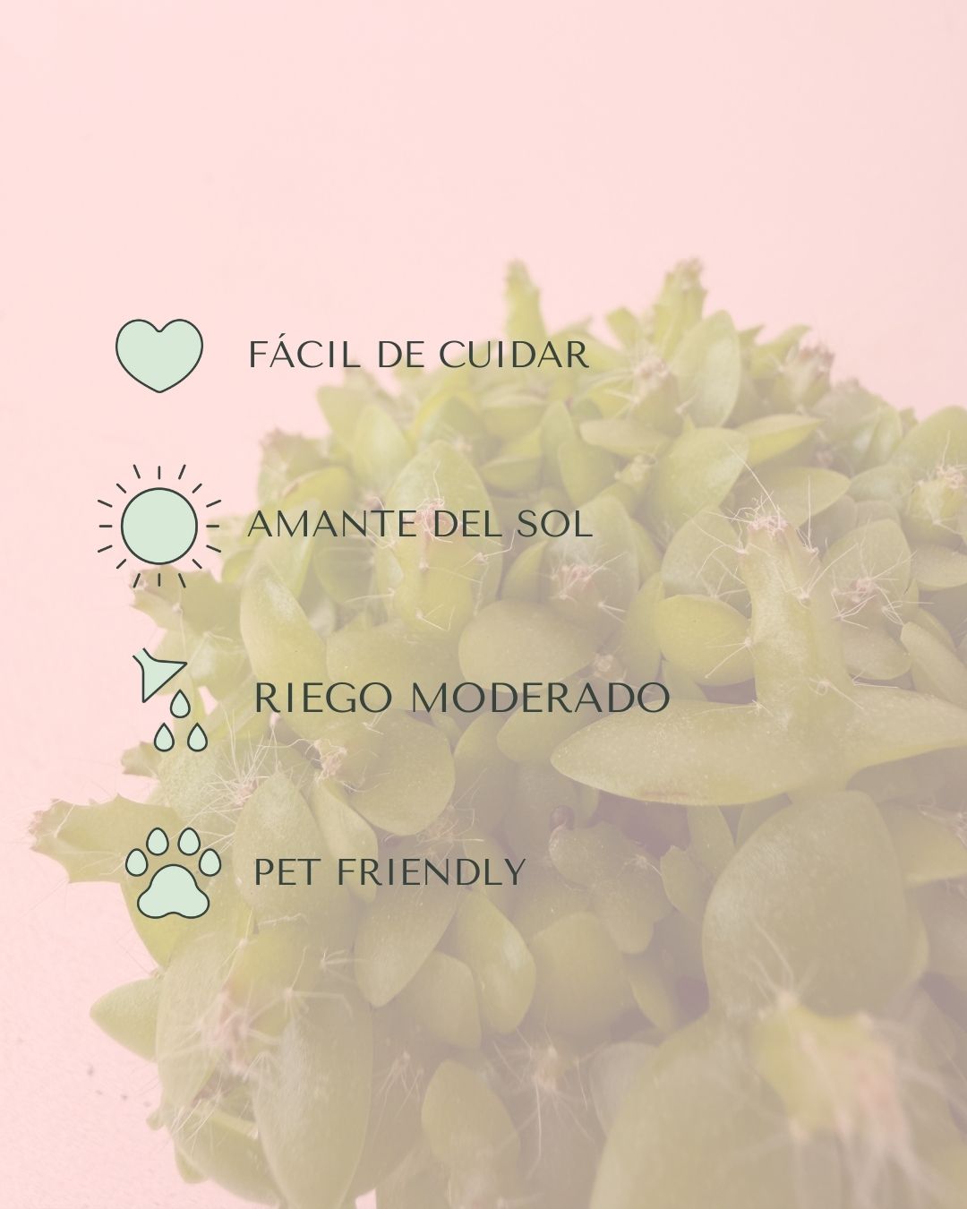Pitaya Mini – Cactus Hylocereus - Pur Plant