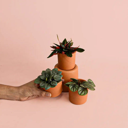 Planta Bebé Gratis Random - Pur Plant