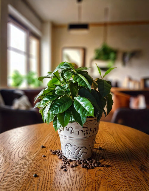 Planta del Café Arábica M - Pur Plant