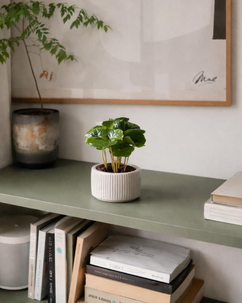Planta del Café Arabica Mini - Pur Plant