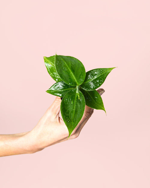 Platanera Musa Mini - Pur Plant