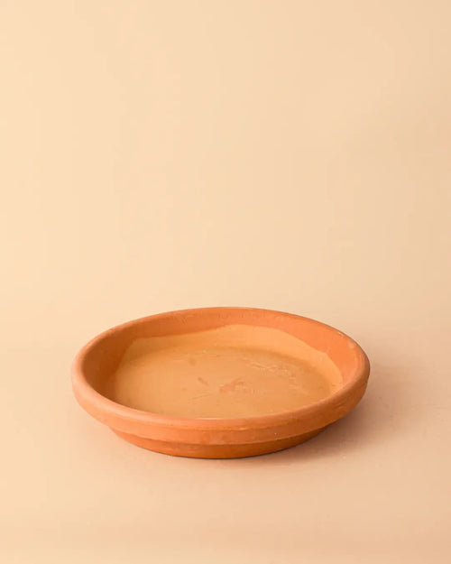 Plato de Maceta Terracota 22cm - Pur Plant