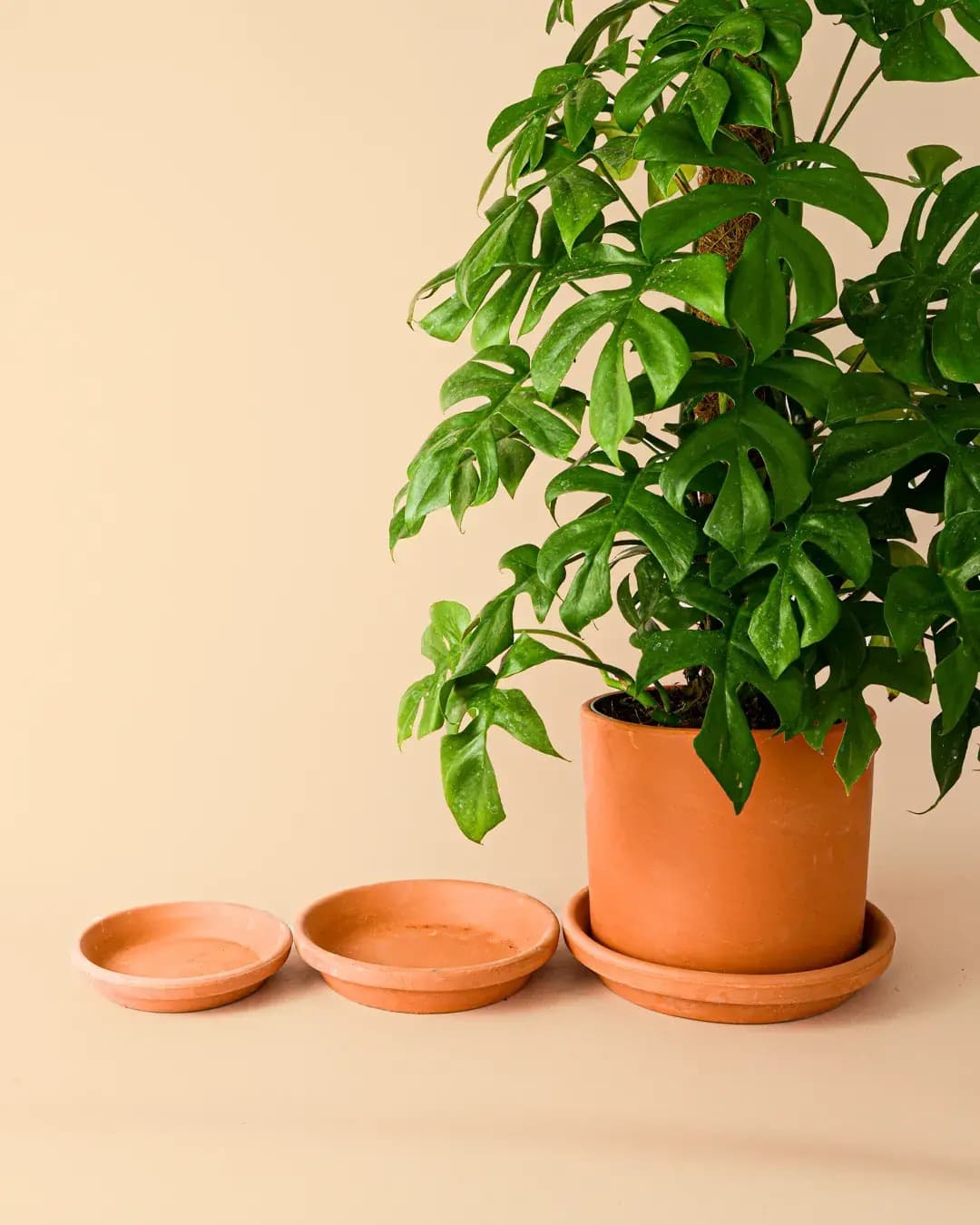 Plato de Maceta Terracota 22cm - Pur Plant