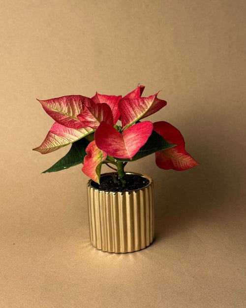 Poinsettia Fusion Mini - Pur Plant