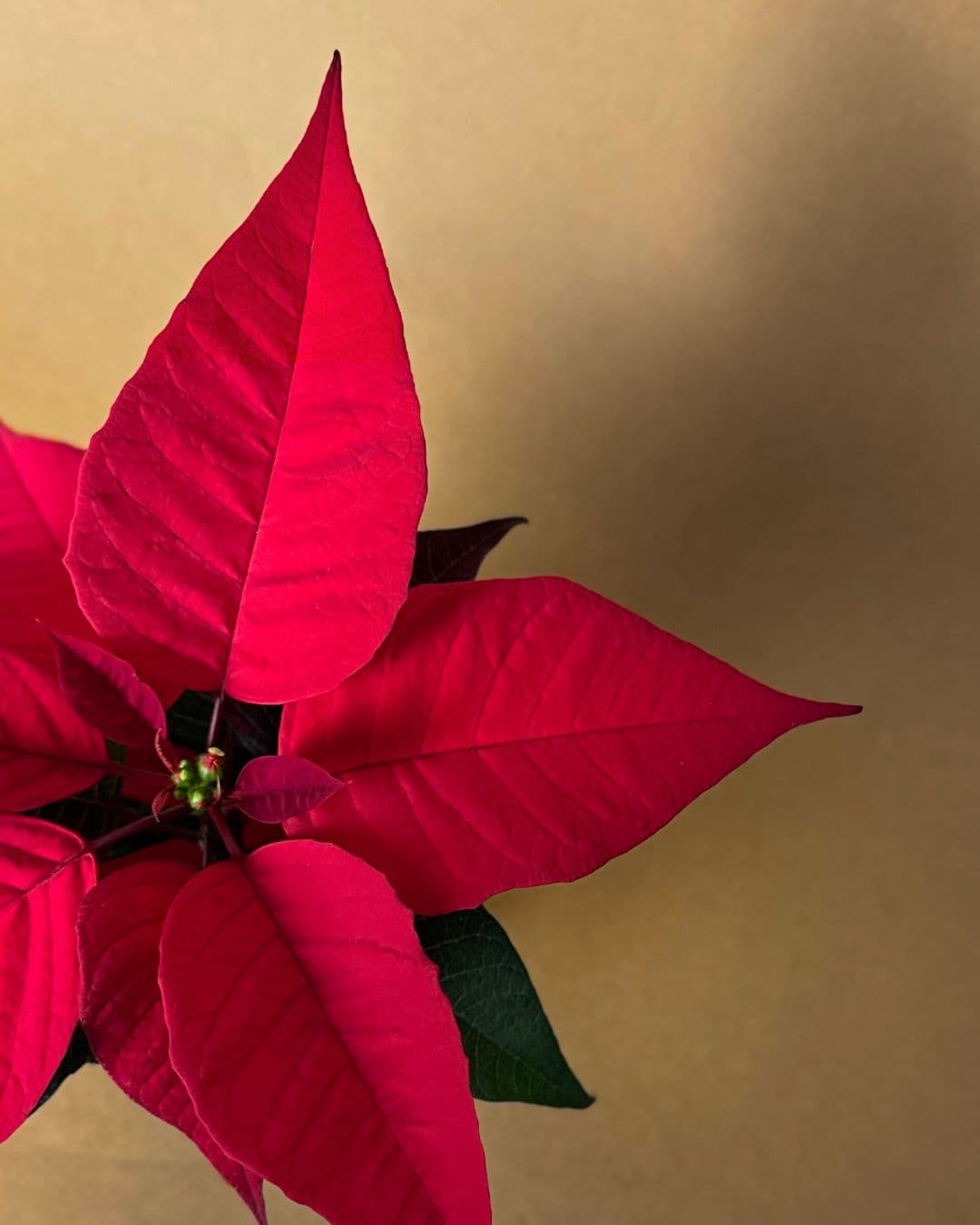 Poinsettia Roja Mini - Pur Plant