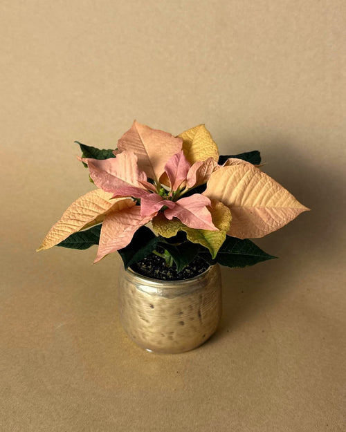 Poinsettia Rosa Mini - Pur Plant