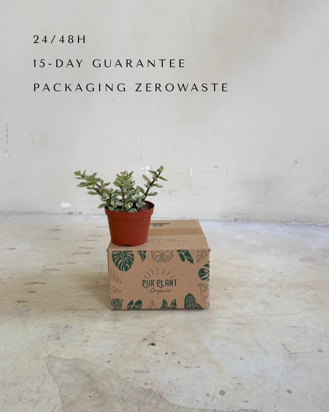 Portulacaria Afra Variegata M