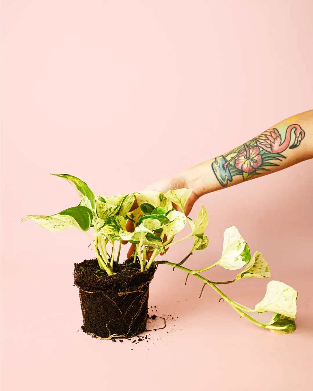 Potho Variegado M - Pur Plant