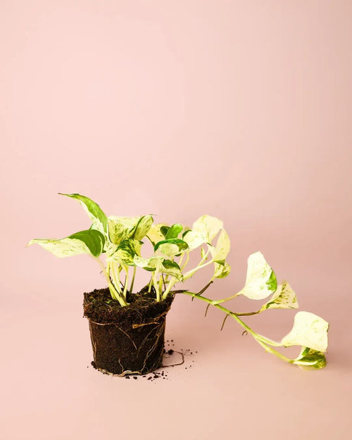 Potho Variegado M - Pur Plant