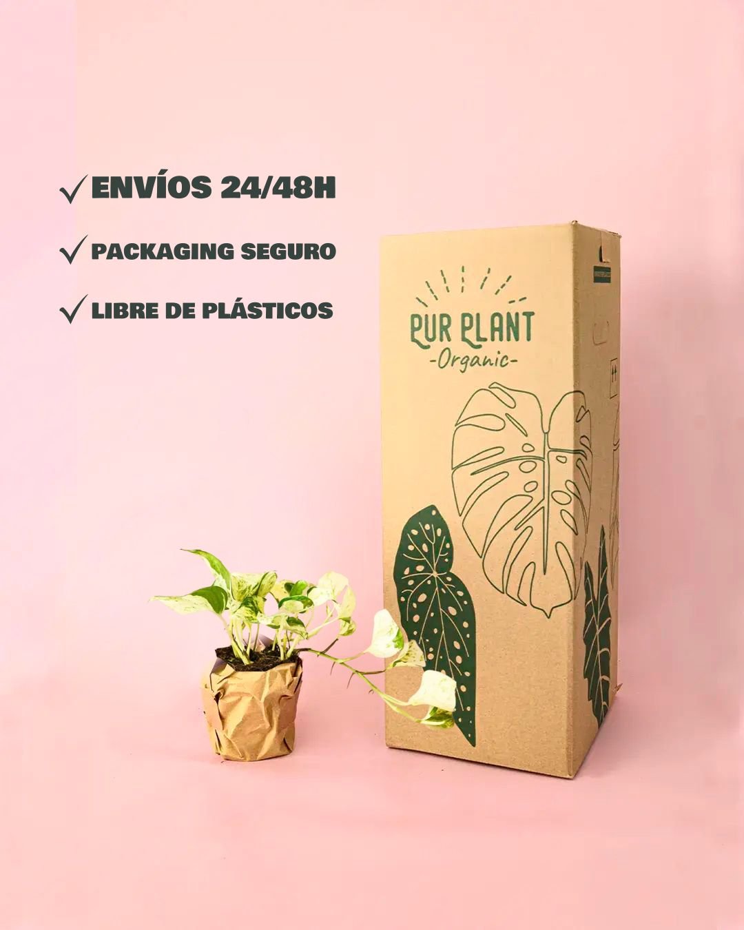 Potho Variegado M - Pur Plant