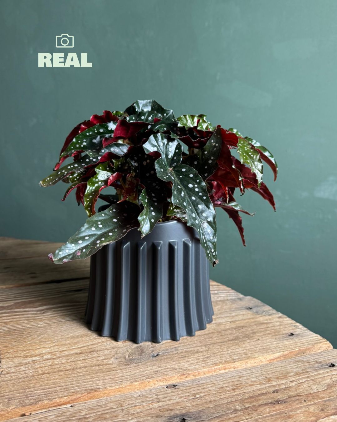 Raw – Maceta Cerámica Negra M 12 cm - Pur Plant