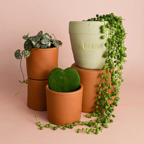 REGALO UNA PLANTA TOP - Pur Plant