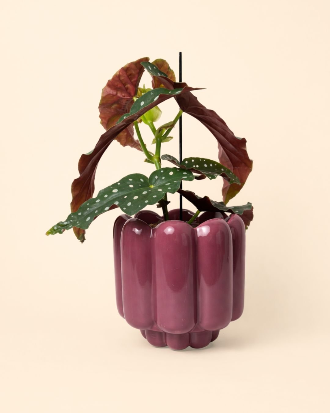Retro – Maceta Cerámica Magenta M 11 cm - Pur Plant