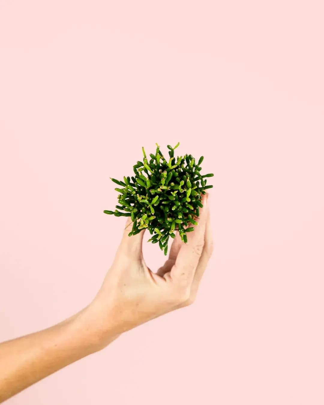 Rhipsalis Mini - Pur Plant