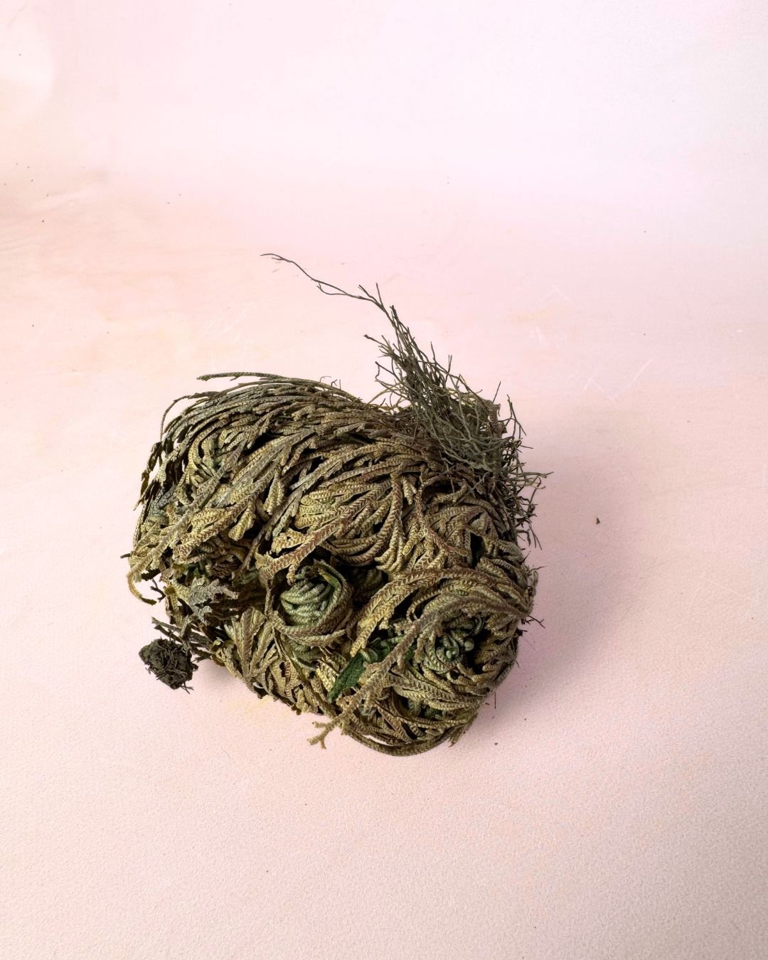 Rosa de Jericó - Pur Plant
