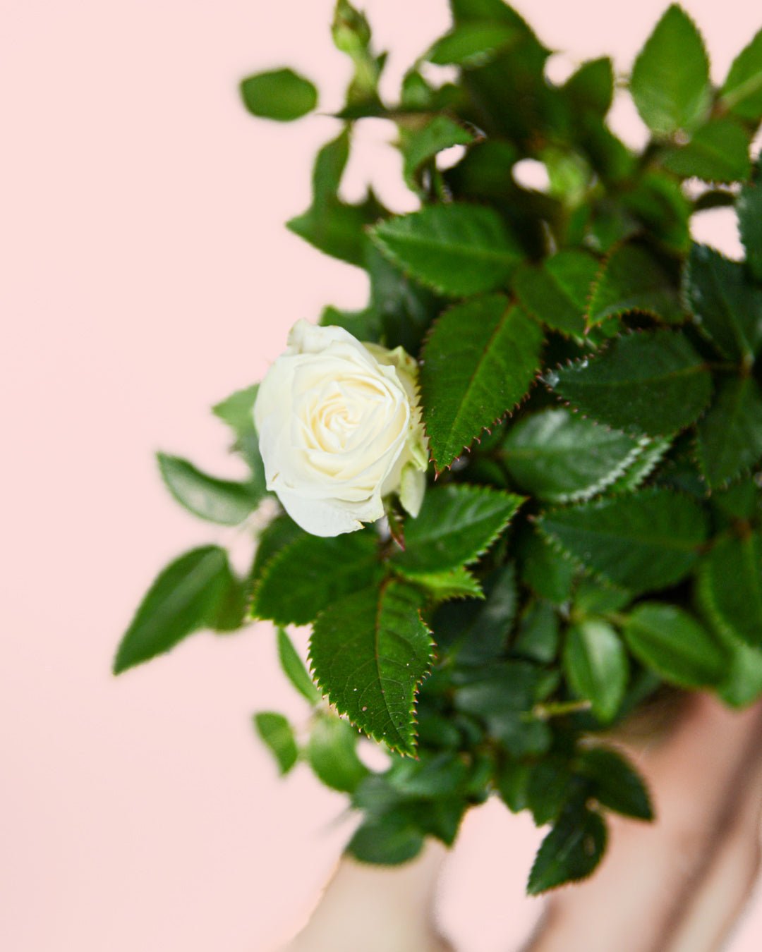 Rosal Blanco Mini - Pur Plant