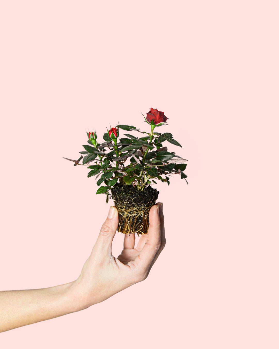 Rosal Rojo Mini - Pur Plant