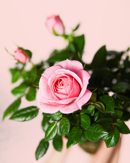 Rosal Rosa Mini - Pur Plant
