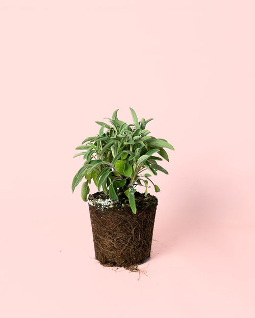 Salvia Officinalis M - Pur Plant