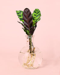 Samoa – Plantas de Hidroponia