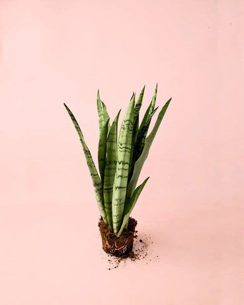 Sansevieria Silver Zeylanica M - Pur Plant