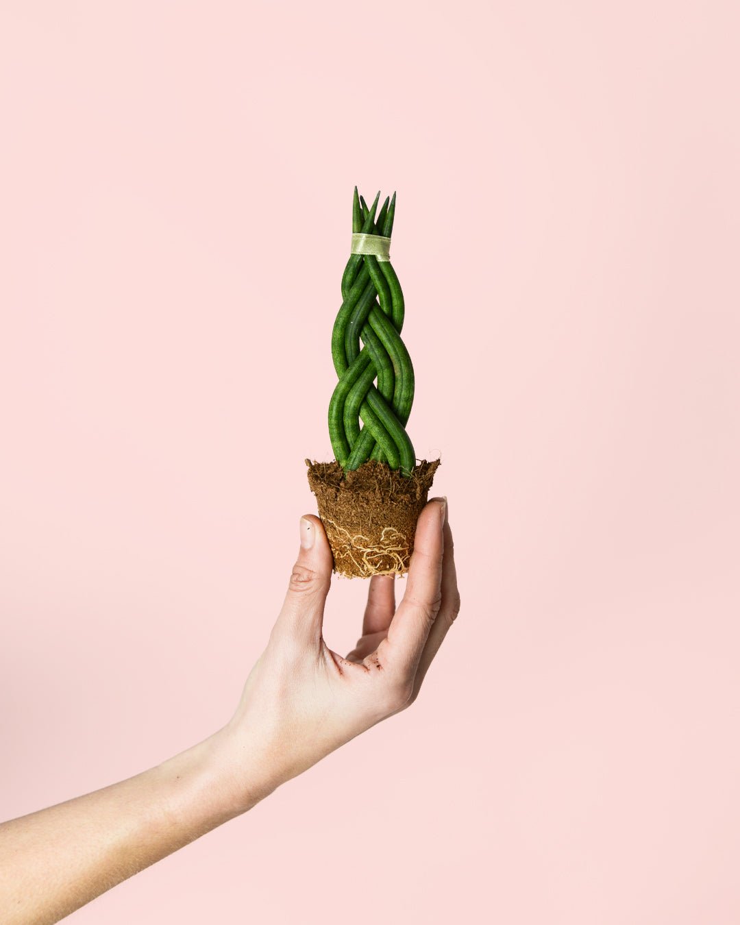 Sansevieria Trenzada Mini - Pur Plant