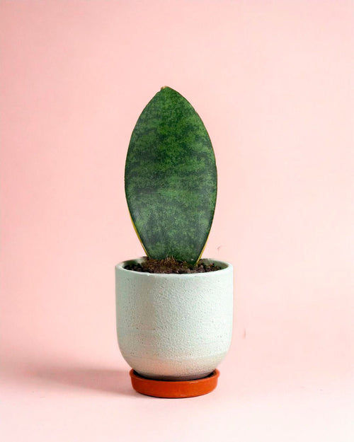 Sansevieria Trifasciata Victoria M - Pur Plant