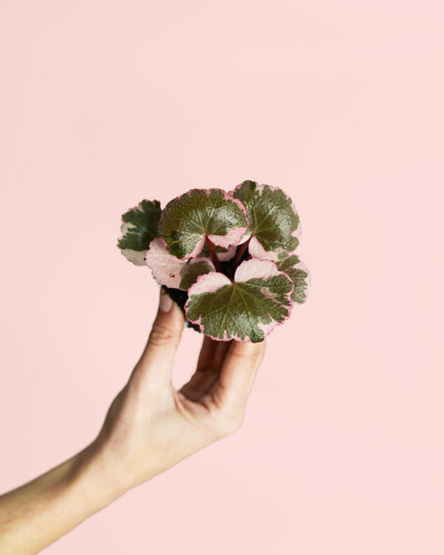 Saxifraga Variegata Pink Mini - Pur Plant