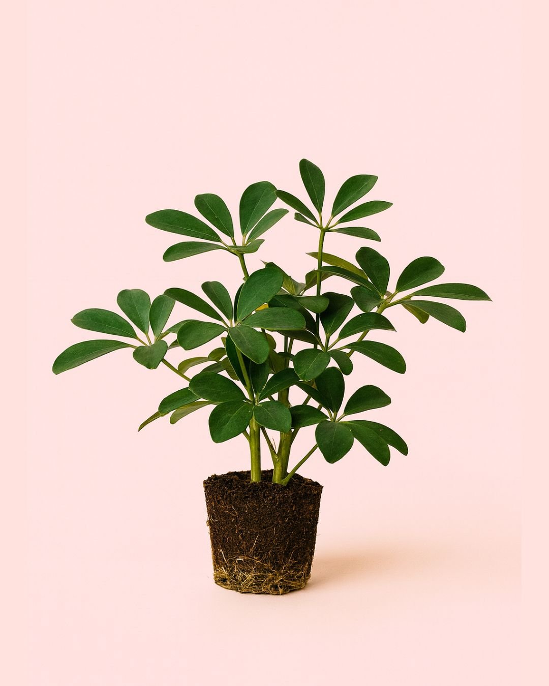 Schefflera Verde M - Pur Plant