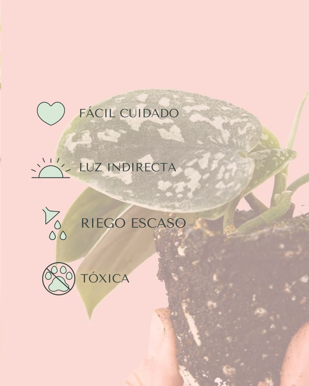 Scindapsus Pictus Mini - Pur Plant