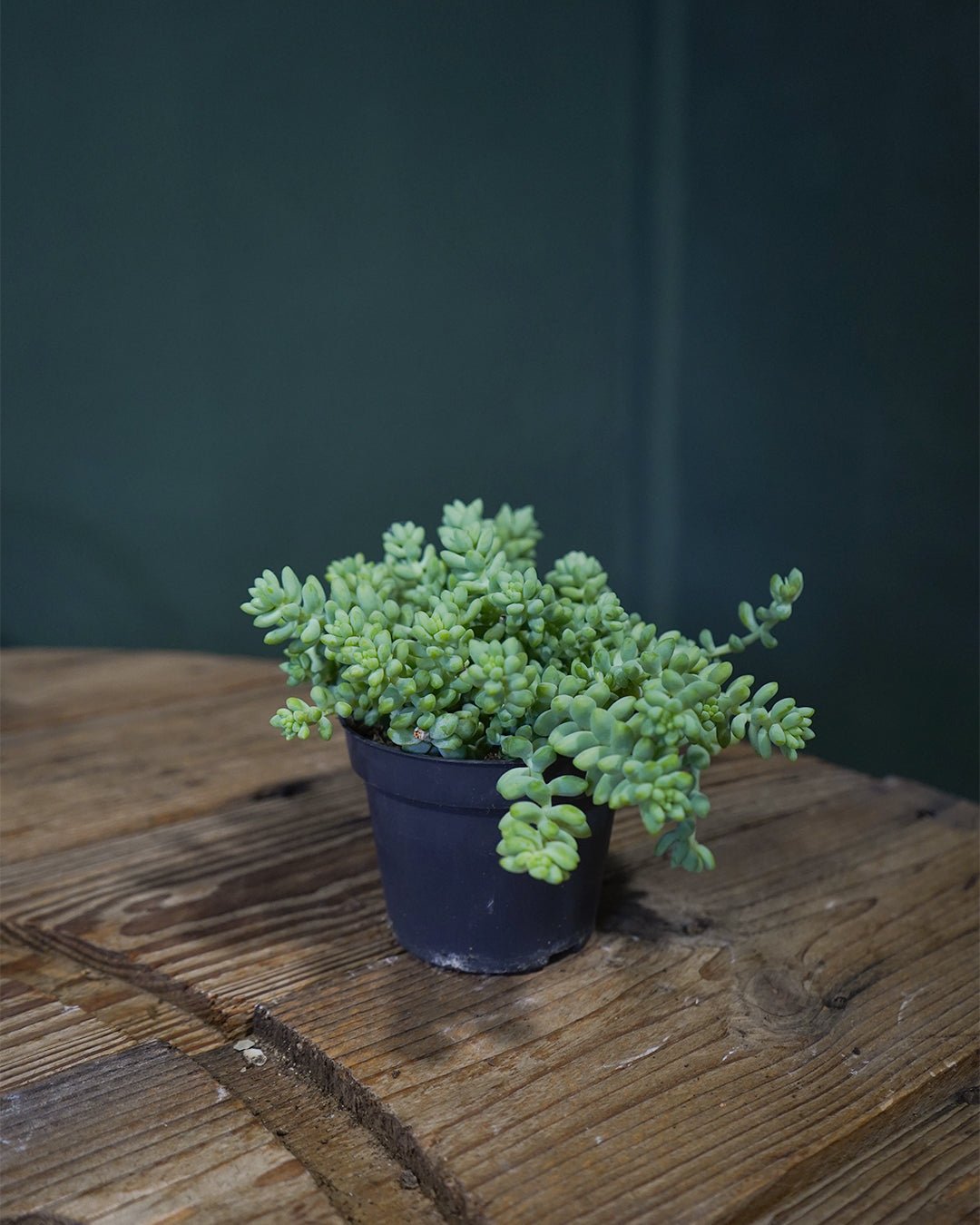 Sedum Burrito Mini - Pur Plant