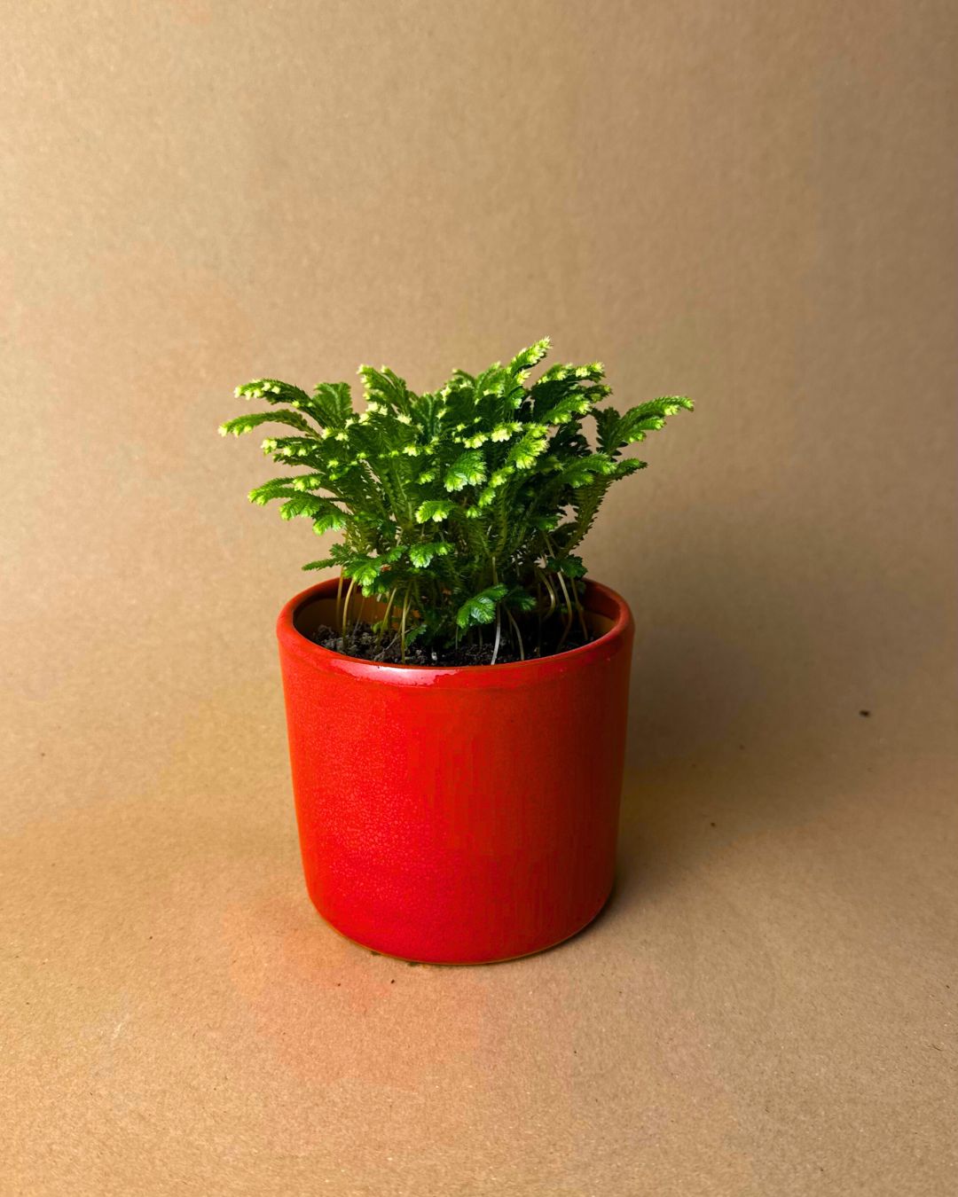 Selaginella Martensii - Helecho de Reno - Pur Plant