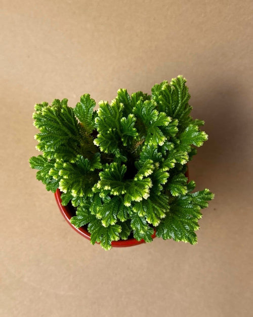 Selaginella Martensii - Helecho de Reno - Pur Plant